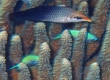 Bird Wrasse (Amami Oshima)