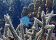 Staghorn Damsel (Amami Oshima)