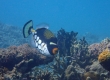 Clown Triggerfish (Amami Oshima)