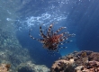 Red Lionfish (Amami Oshima)