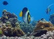 Vermiculated Angelfish (Amami Oshima)