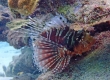 Zebra Lionfish (Dendrochirus zebra)