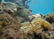 Dusky Gregory (Miyakojima)