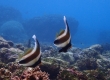 Pennant Bannerfish ミナミハタタテダイ (Miyakojima)