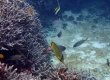 Latticed Butterflyfish (Miyakojima)