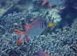 Lattice Soldierfish (Miyakojima)