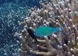 Bluegreen Damselfish (Miyakojima)