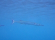 Needlefish (Miyakojima)