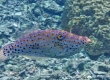 Scrawled Filefish (Miyakojima)