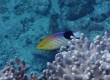 Blackfin Hogfish (Miyakojima)