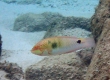 Threespot Wrasse (Amami Oshima)