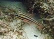 Candystripe Cardinalfish (Amami Oshima)