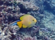 Lemon Damselfish (Miyakojima)