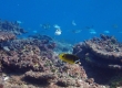 Raccon Butterflyfish (Miyakojima)