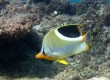 Saddleback Butterflyfish (Miyakojima)