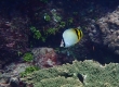 Vagabond Butterflyfish (Amami Oshima)