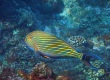 Striped  Surgeonfish