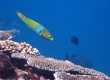 Sunset Wrasse