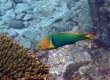 Sunset Wrasse