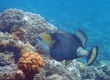 Titan Triggerfish (Balistoides viridescens)