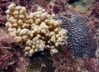 Soft Coral (Goto)