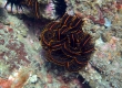 Crinoid (Enoshima)