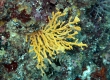 Gorgonian (Enoshima)