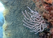 Gorgonian (Enoshima)