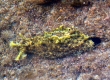 Sea Hare (Noto)