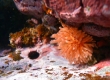 Feather-duster Worm (Izumo)