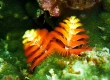 Christmas-tree Worms (Izu)