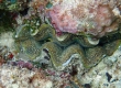 Tridacna Clam (Miyakojima)