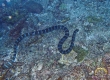 Black-Banded Sea Krait (Miyakojima)