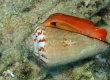 Cone Shell (Miyakojima)