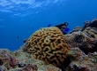 Brain Coral (Miyakojima)