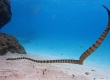 Slender-necked Sea Snake (Amami Oshima)