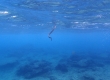 Black-Banded Sea Krait (Miyakojima)