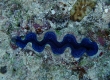 Tridacna Clam (Miyakojima)