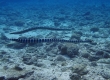 Sea Snake (Miyakojima)