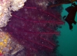 Crinoid (Enoshima)