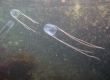 Jellyfish (Enoshima)