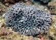 Coral (Miyakojima)