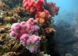 Soft Coral (Goto)