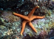 Red Seastar (Enoshima)