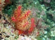 Gorgonian (Enoshima)