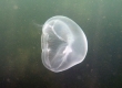 Jellyfish (Hiroshima)