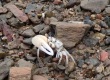 Fiddler Crab