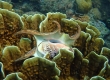 Spider Conch (Amami Oshima)