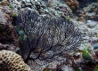 Small gorgonian (Amami Oshima)