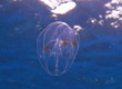 Jellyfish (Amami Oshima)